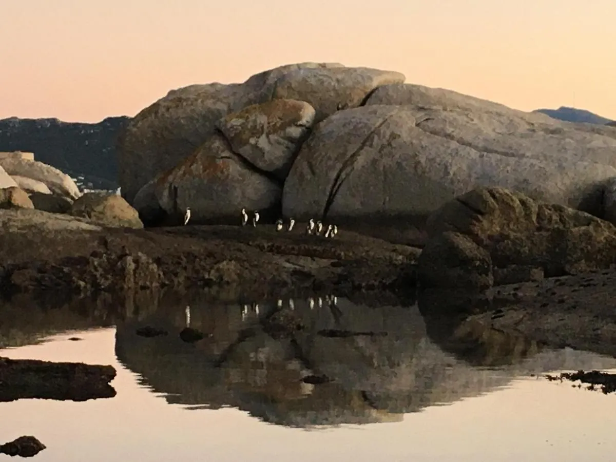 Bosky Dell On Boulders Beach Simon's Town
